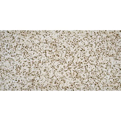 Πλακάκι Liv Almond 60x120 cm